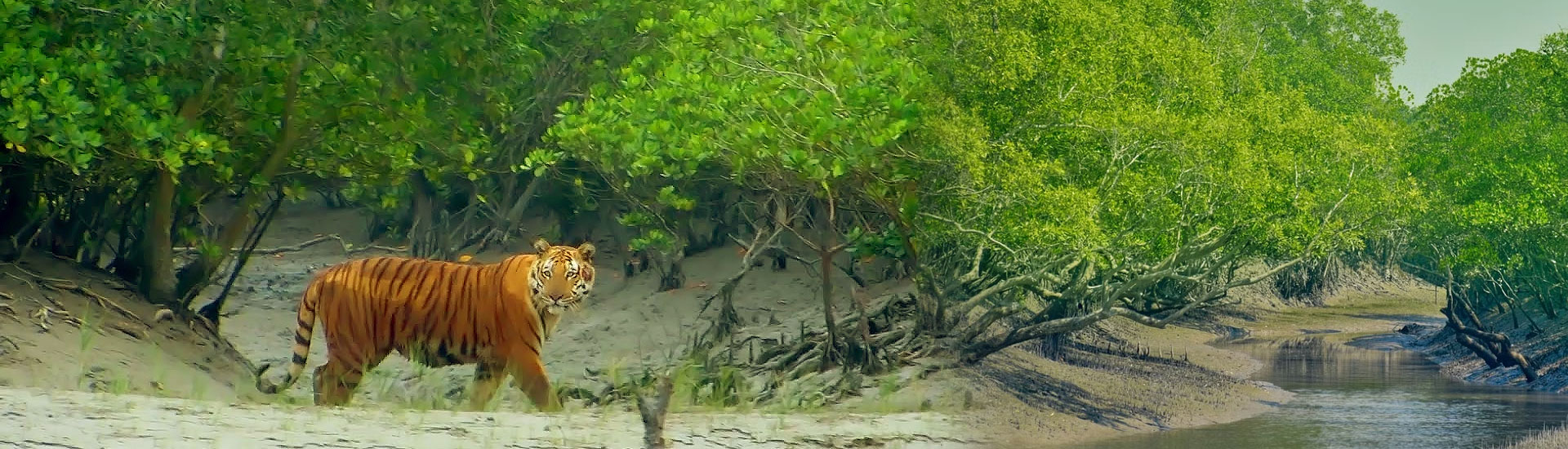 Exploring Paradise in Sundarban 3 Days