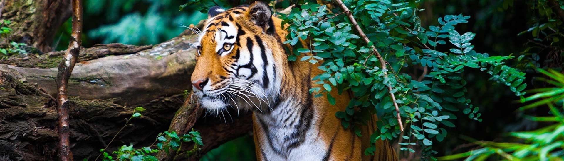 Take a Trip to Sundarban for a Fresh Start in 2021