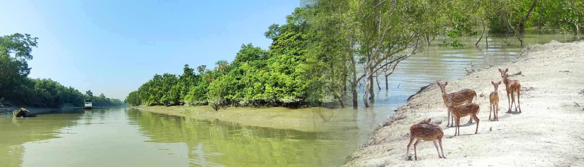 Ultimate Sundarban Travel Guide