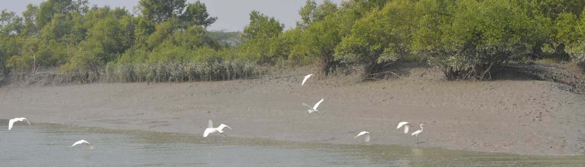 Fun Activities in Sundarban to Do